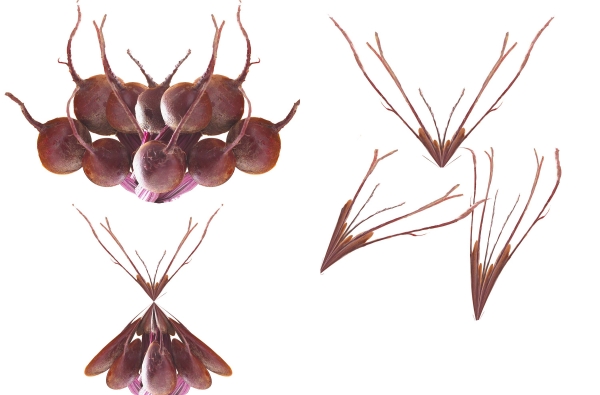 Creation of Corn Drinking Beets: Step 3